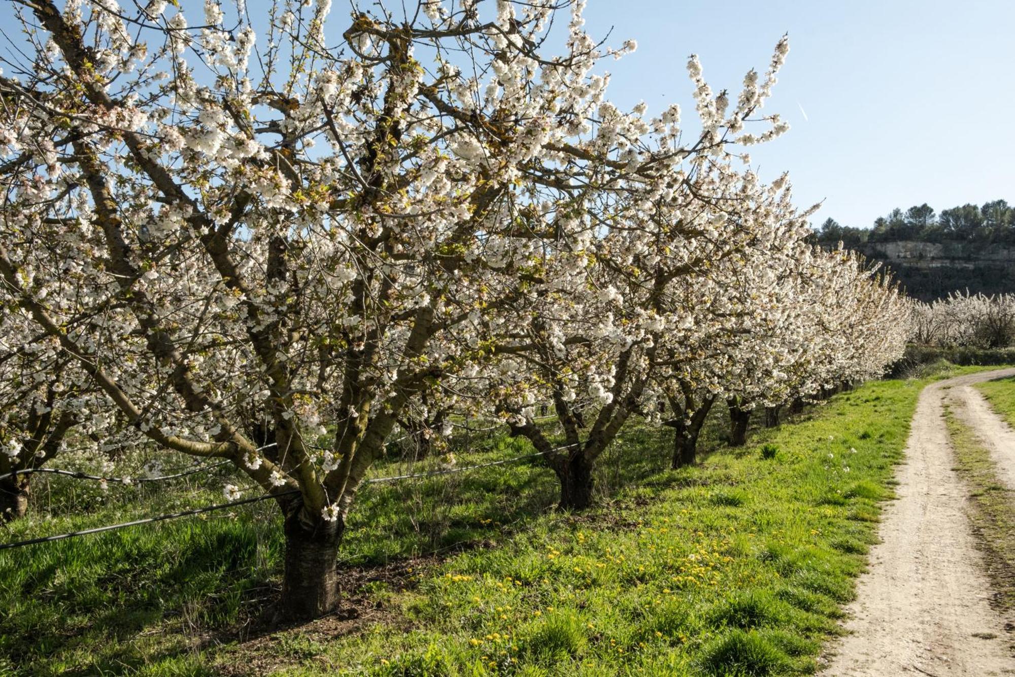 Вилла L'Atelier Des Vignes Saint-Pantaleon  Экстерьер фото